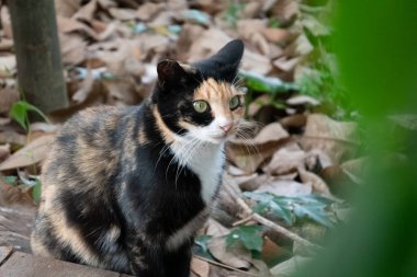 Sokakta başıboş bir kaplumbağa kabuklu kedi.