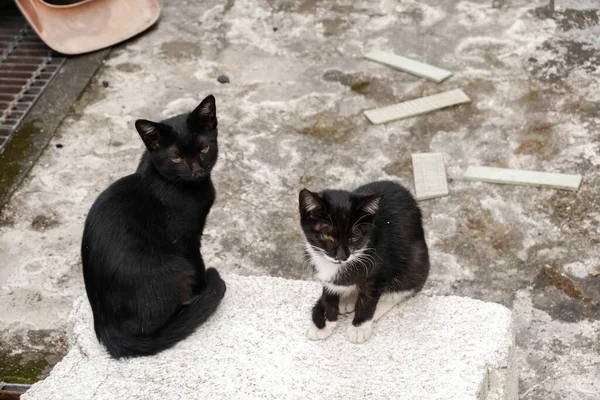 Gato Negro Callejero Con Hermano Calle — Foto de Stock