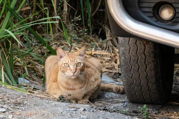 Gato Vadio Sentar Uma Rua Cidade — Fotografia de Stock