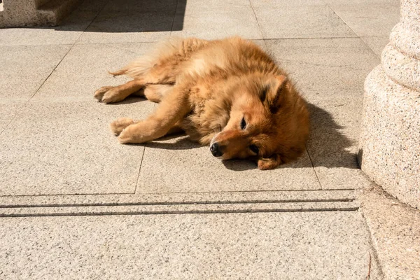 Cane Randagio Sdraiato Terreno Città — Foto Stock