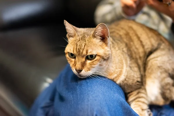 Woman Hold His Cat His Thighs Play Him Home — Stock Photo, Image