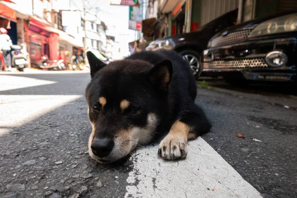 Nero Shiba Inu Posa Terra Strada Una Città — Foto Stock