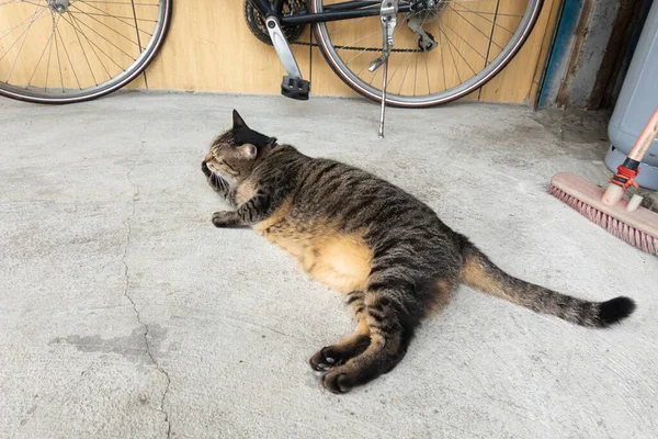 Tabby Vet Kat Wassen Haar Gezicht Buitenkant — Stockfoto