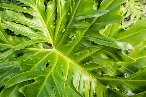 tropical plant background of green leaves, nature texture