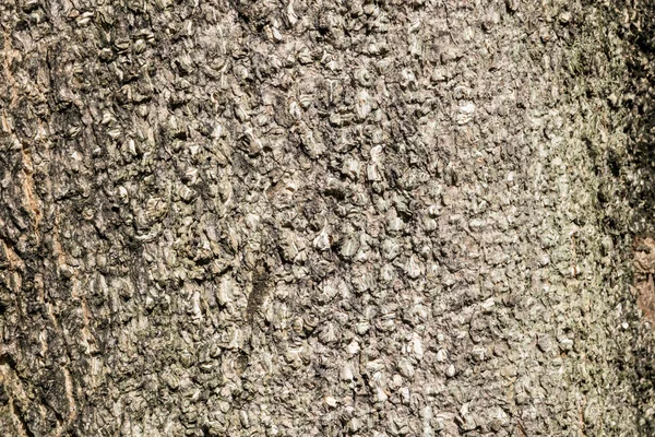 Hintergrund Der Braunen Rinde Eines Baumes Mit Guten Details — Stockfoto