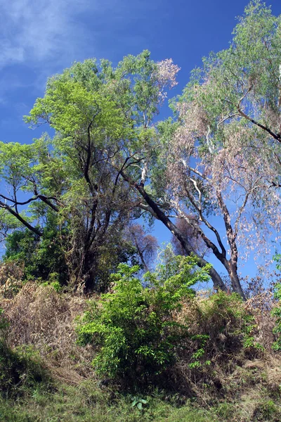 Stromy na nebesích. Austrálie — Stock fotografie