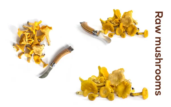 Raw mushrooms collection. Chantrelles isolated on white — Stock Photo, Image