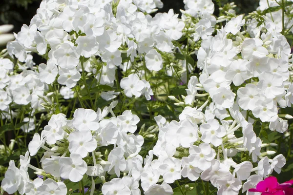 Květy v létě. Kvetoucí bílých plaměnek v Rusku — Stock fotografie