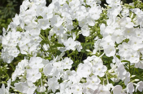 Flores de verano. Florecimiento de flox blanco en Rusia — Foto de Stock