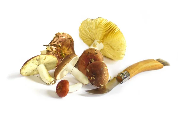 Ham mantar toplama. Chantrelles üzerinde beyaz izole — Stok fotoğraf