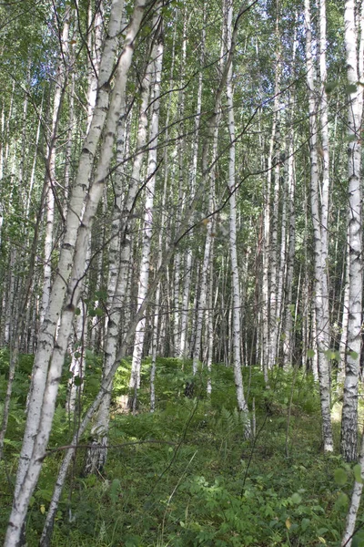 Russische Landschaft. Viex von Sommer-Birkenwald — Stockfoto