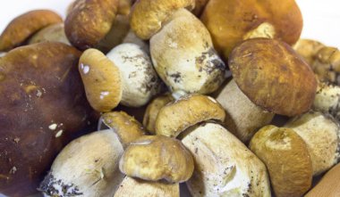 Ham mantar toplama. Beyaz izole cep