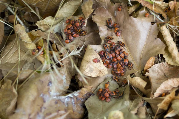 Collony Firebugs Swarming Dried Leaves Autumn Pyrrhocoris Apterus — Stock Photo, Image