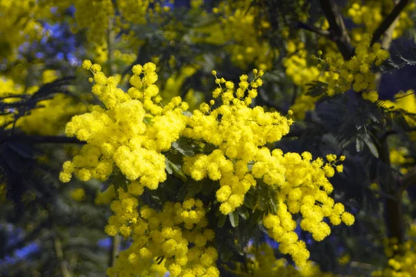 Mimosa Žluté Efektní Květy Modré Obloze — Stock fotografie