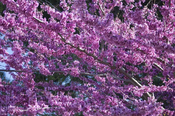 Cercis siliquastrum Judas tree spring blossom — Stock Photo, Image