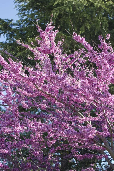 Cercis siliquastrum Judas tree spring blossom — Stock Photo, Image