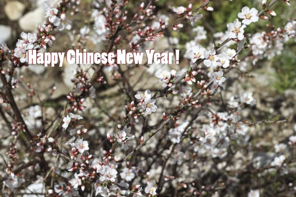 Chiński Nowy rok tło z wiśni — Zdjęcie stockowe
