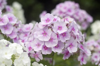 Mor ve beyaz Phlox çiçeği. Yaz çiçekleri