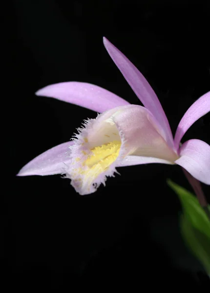 Pleione de las orquídeas aislado en negro — Foto de Stock