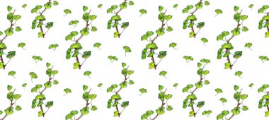 Beyaz üzerine el çizilmiş Ginko ağacı dalı