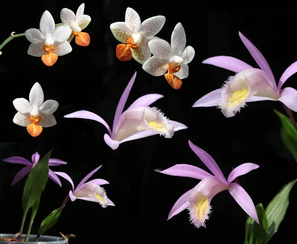 Coleção de isolados de orquídeas em preto — Fotografia de Stock