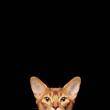 güzel genç abyssinian kedi portresi. Kırmızı kedi kapatın. siyah arka plan üzerine izole