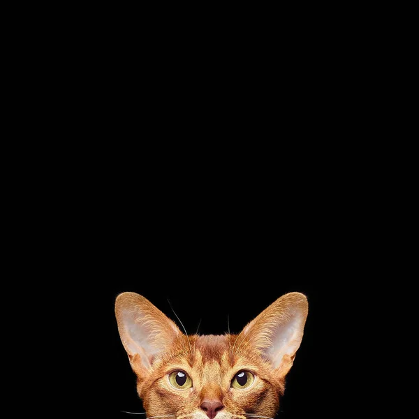 Portrait Beautiful Young Abyssinian Cat Close Red Cat Isolated Black — Stock Photo, Image