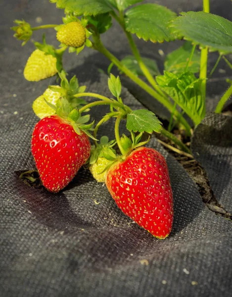 Erdbeere Auf Schwarzem Spinnvlies Junger Strauch — Stockfoto