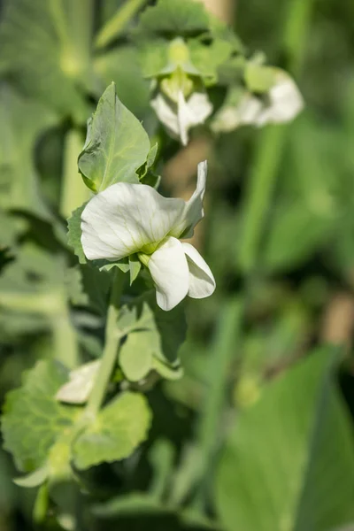 Хороший Белый Горошек Цветет Июне Саду — стоковое фото