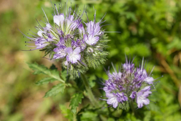 Phacelia Which Good Melliferous Green Enrichment Blooms Summer — Stock Photo, Image