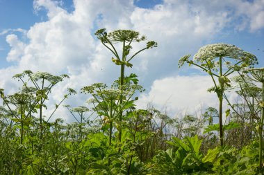 Hogweed üstünde ekilmemiş alan alanın çalılıkları