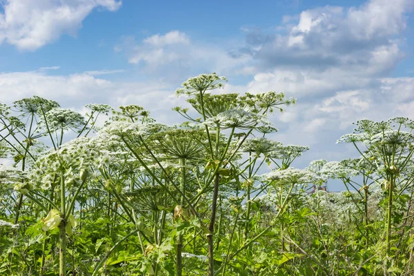 Hogweed alanın terk edilmiş bir alanda çalılıkları