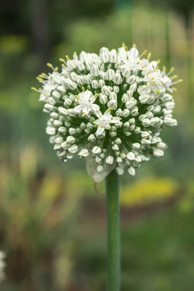 Capuchon Luxuriant Une Échalote Fleurie Sur Lit Jardin — Photo