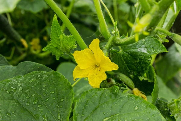 Flowers Embryos Cucumbers Background Foliage — Stock Photo, Image