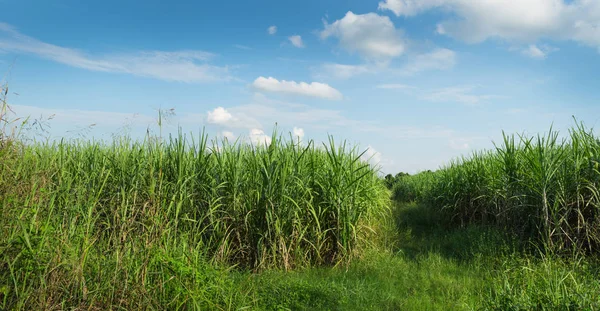 Landscape Young Sugarcane Farm Cloud Sky Thailand — Stock Photo, Image