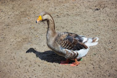 Parlak güneşli gün bahçede gri iç sağlıklı kaz. Tarım