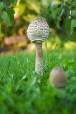Çimenli glade üzerinde şemsiye mantar (Macrolepiota procera veya Lepiota procera) çifti. Ağustos