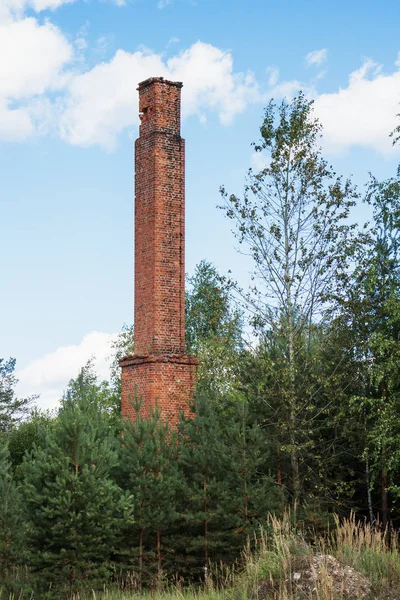 Zaroślach Widzimy Rury Przedsiębiorstwa Porzucone Lesie — Zdjęcie stockowe