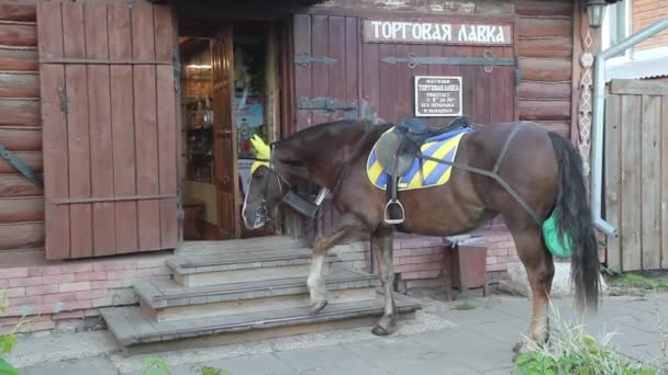 スーズダリ ロシア 2018 小さな町村と似ています 馬が通りを歩いていると店で食べ物を頼む — ストック動画
