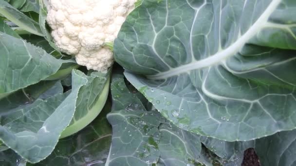 Cauliflower Grows Bed White Vegetable Autumn Garden — Stock Video