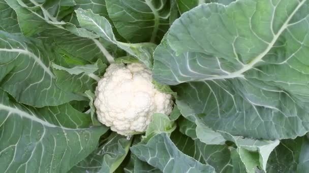 Κουνουπίδι Αναπτύσσεται Στο Κρεβάτι Λευκό Λαχανικών Φθινόπωρο Στη Φυτεία — Αρχείο Βίντεο