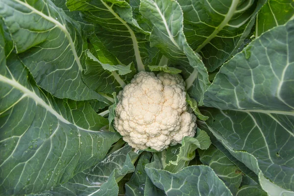 Cauliflower Grows Bed White Vegetable Plantation Autumn — Stock Photo, Image