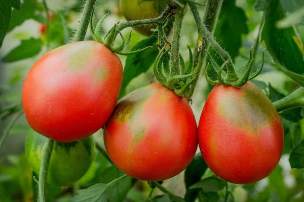 Tres Tomates Maduros Forma Alargada Sobre Una Rama Invernadero — Foto de Stock