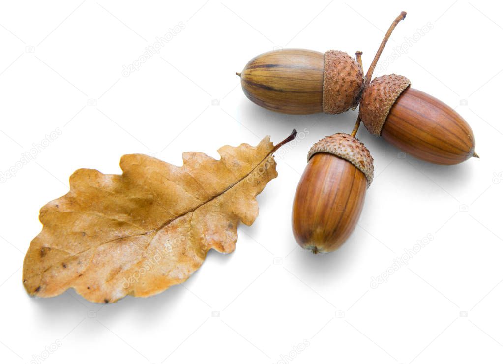 On a white background are three acorns and oak leaves, October