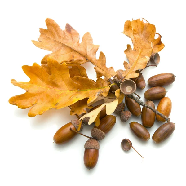 White Background Acorns Oak Leaves October — Stock Photo, Image