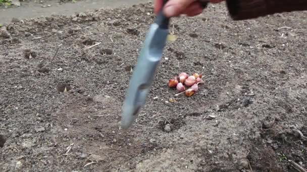 Mão Plantando Alho Horta Fossa São Feitos Pela Primeira Vez — Vídeo de Stock