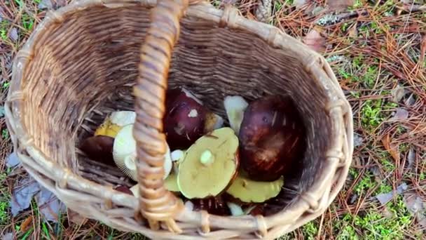 Pouco Dos Últimos Cogumelos Outono Cesta Outubro — Vídeo de Stock