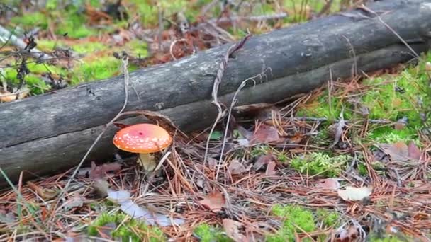 Amanita Champiñón Rojo Brillante Encontrado Bosque Coníferas Octubre — Vídeos de Stock