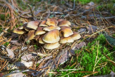 Rusya ormandaki yere mantar tatlım agarics büyümek