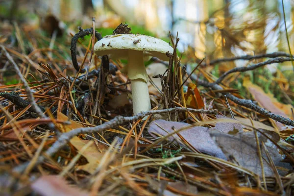 Tabouret Crapaud Pâle Amanita Falloides Dans Une Pinède Poussant Été — Photo